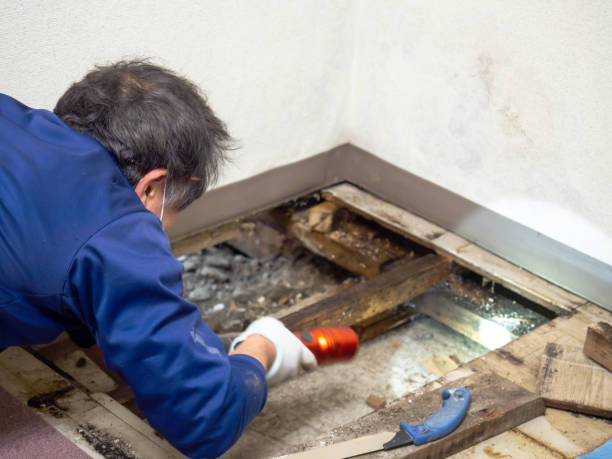 Best Emergency Mold Removal  in Marble Falls, TX