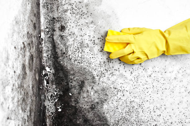 Best Commercial Mold Removal  in Marble Falls, TX