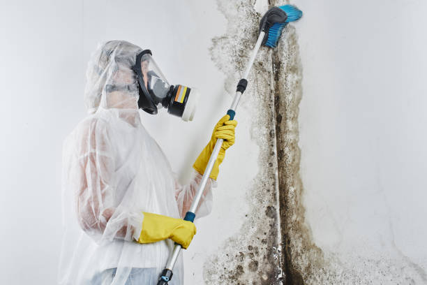 Best Mold Testing and Removal  in Marble Falls, TX