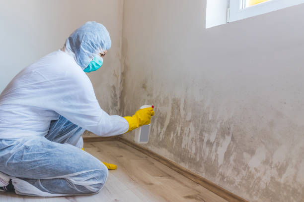 Office Mold Removal Services in Marble Falls, TX