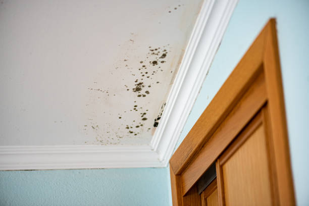 Best Same-Day Mold Removal  in Marble Falls, TX