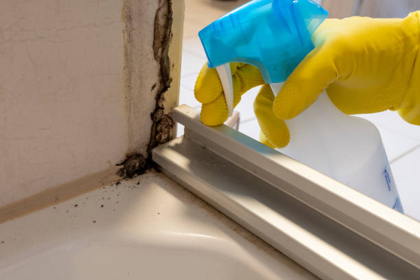 Reliable Marble Falls, TX Mold Removal Solutions