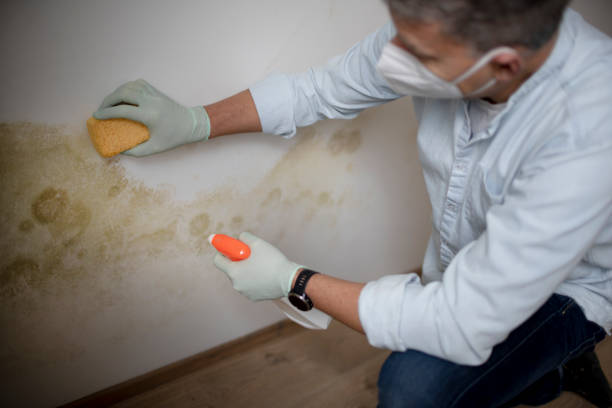 Best Mold Testing  in Marble Falls, TX