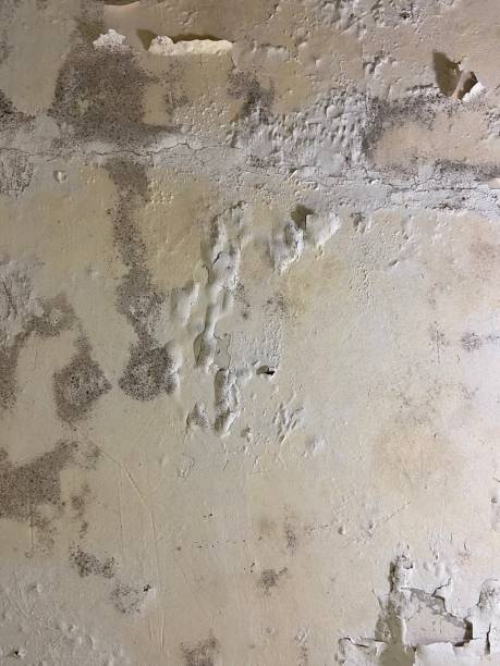 Mold Testing and Removal in Marble Falls, TX