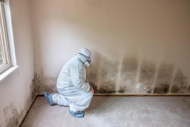 Best Residential Mold Removal  in Marble Falls, TX