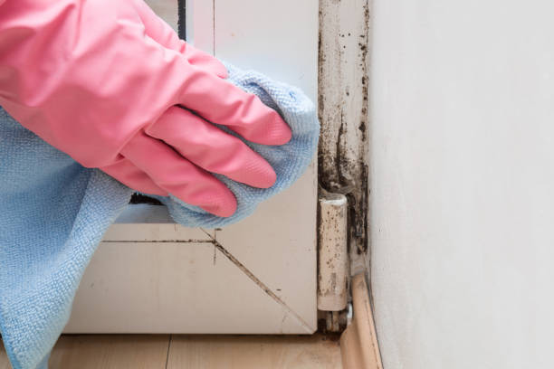 Best Crawl Space Mold Removal  in Marble Falls, TX