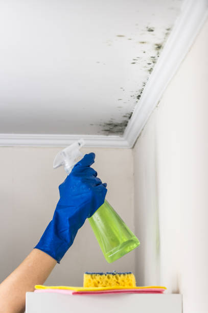 Best Mold Remediation  in Marble Falls, TX