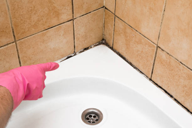Trusted Marble Falls, TX Mold Removal Experts