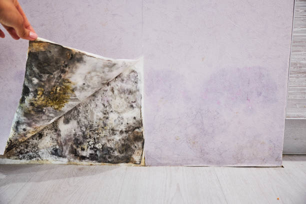 Best Mold Removal Company Near Me  in Marble Falls, TX